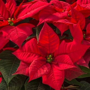 Euphorbia pulcherrima