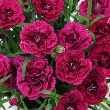 Dianthus 'KLEDP20311' PP33765
