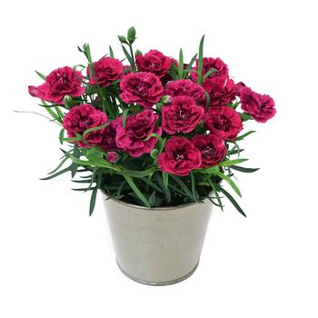 Dianthus DiaDeur™ '' (312485)