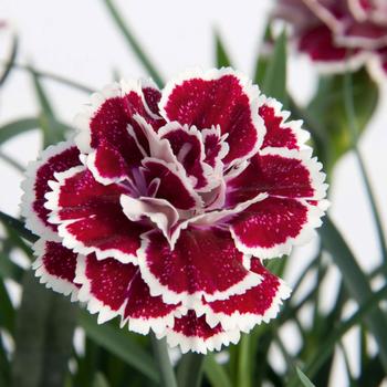 Dianthus 'KLEDP16186' PP29735