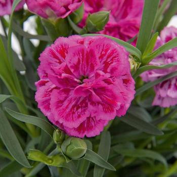 Dianthus DiaDeur™ '' (312487)