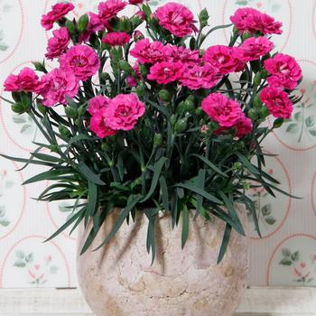 Dianthus DiaDeur™ '' (312488)