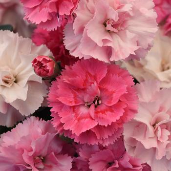 Dianthus DiaDeur™ '' (312489)