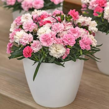 Dianthus DiaDeur™ '' (312490)