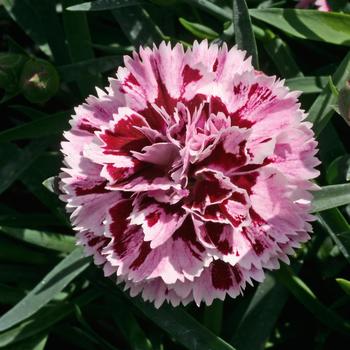 Dianthus 'KLEDP07088'