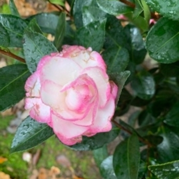 Camellia sasanqua 'Moonshadow'