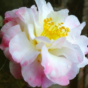 Camellia sasanqua 'Star Above Star' 