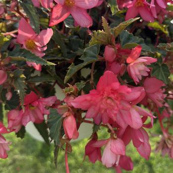 Begonia boliviensis 'Groovy Rose'