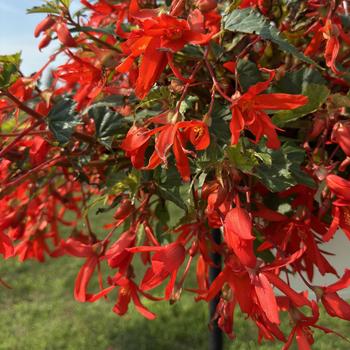 Begonia boliviensis 'Groovy Red'