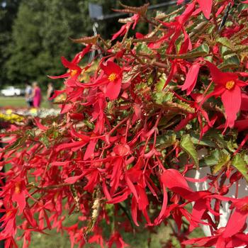 Begonia boliviensis 'Encanto Pink' PP 25,200