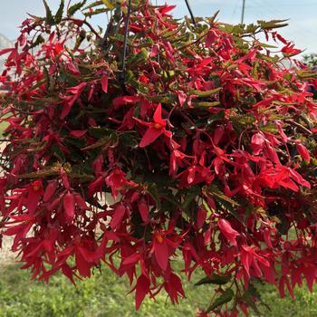 Begonia boliviensis Waterfalls® 'Encanto Pink' (312497)
