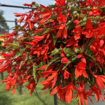 Begonia boliviensis 'Encanto Orange' PP26753P3