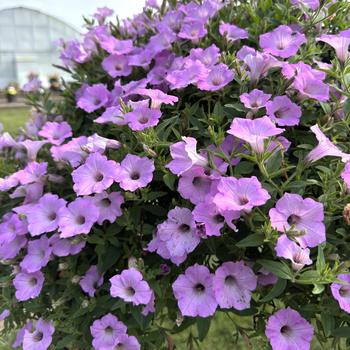 Petunia Supertunia Vista&reg; 'Cool Jazz&trade;' (312503)