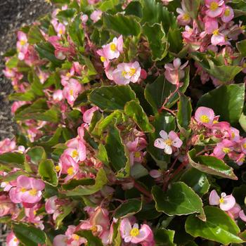 Begonia Hula™ 'Pink' (312505)