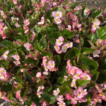Begonia 'Pink' USPP30333P2