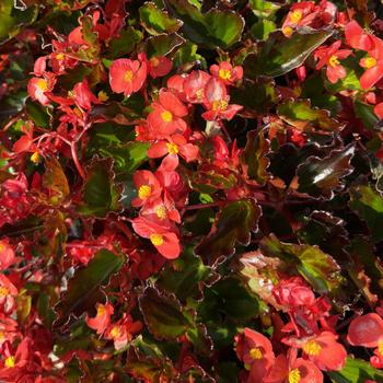 Begonia 'Red' PP23822P3