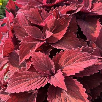 Coleus 'Sweet Paprika' (312509)