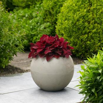 Coleus 'Sweet Paprika' (312510)