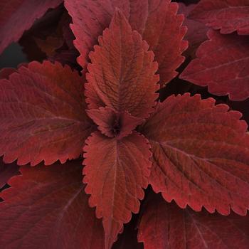 Coleus 'Sweet Paprika' (312511)