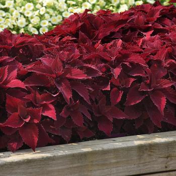 Coleus 'Sweet Paprika' (312512)