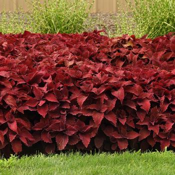 Coleus 'Sweet Paprika' (312513)