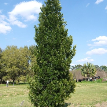 Podocarpus macrophyllus