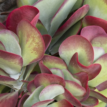 Kalanchoe thyrsiflora 'Desert Rose'