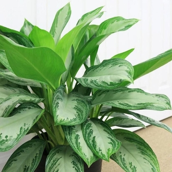 Aglaonema