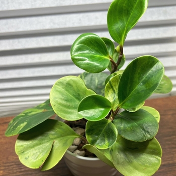 Peperomia obtusifolia