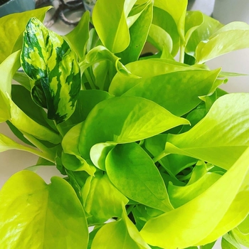 Epipremnum aureum 'Neon'