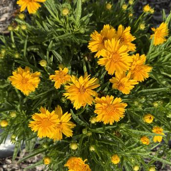 Coreopsis grandiflora 'Double the Sun' (312553)