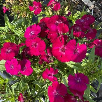 Dianthus barbatus Dart™ '' (312557)