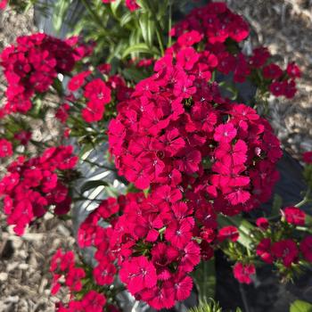 Dianthus 'Cherry' PP27412P2
