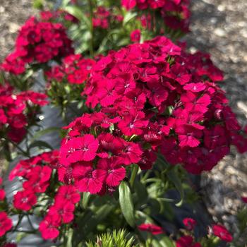 Dianthus Jolt™ 'Cherry' (312559)