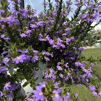 Scaevola aemula 'Scampi Blue' (312560)