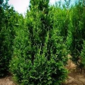 Thuja plicata 'Can Can' 
