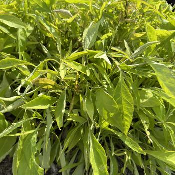 Ipomoea batatas 'Fine Lime'