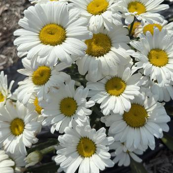 Leucanthemum 'Betsy'