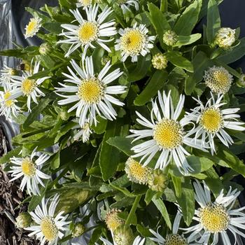 Leucanthemum x superbum 'Carpet Angel®' (312565)