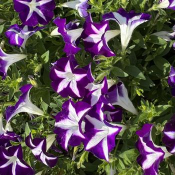 Petunia 'Blue Star' 