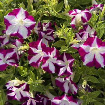 Petunia Blanket&reg; 'Rose Star' (312569)