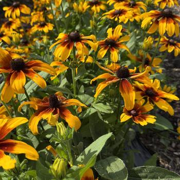 Rudbeckia hirta Rising Sun® 'Chestnut Gold' (312571)