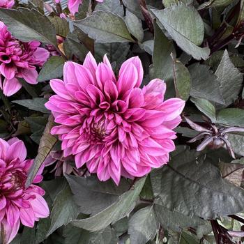 Dahlia 'Grande Chocolate Rose'