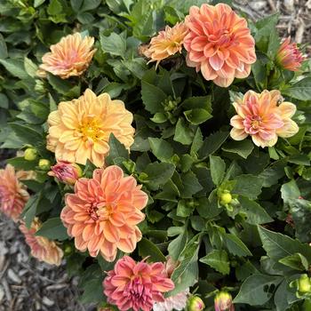 Dahlia 'Grande Fun Caramel' 