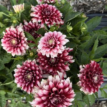 Dahlia 'Grande Fun Red White'