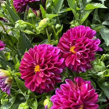 Dahlia LaBella® 'Grande Magenta Improved' (312575)