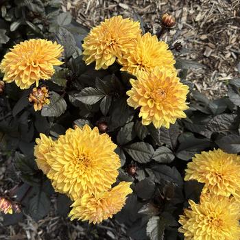 Dahlia 'Maggiore Fun Chocolate Yellow' 