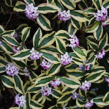 Daphne odora 'Maejima' 