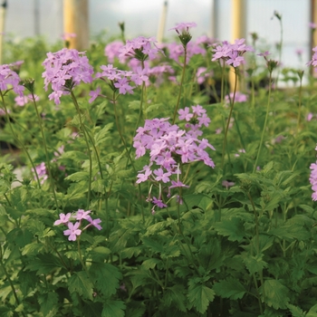 Glandularia maritima