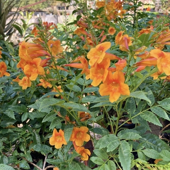 Tecoma 'Oompa Loompa' 